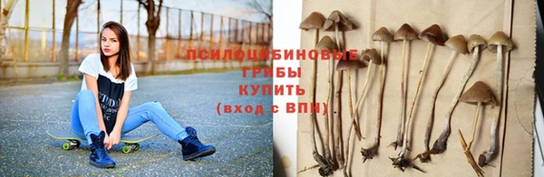 прущие грибы Нефтекумск