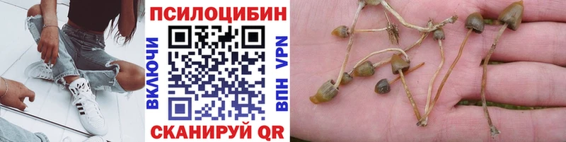 купить  сайты  KRAKEN ONION  Псилоцибиновые грибы Cubensis  Куса 